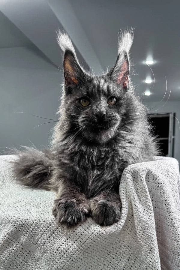 Flyer | maine coon kitten