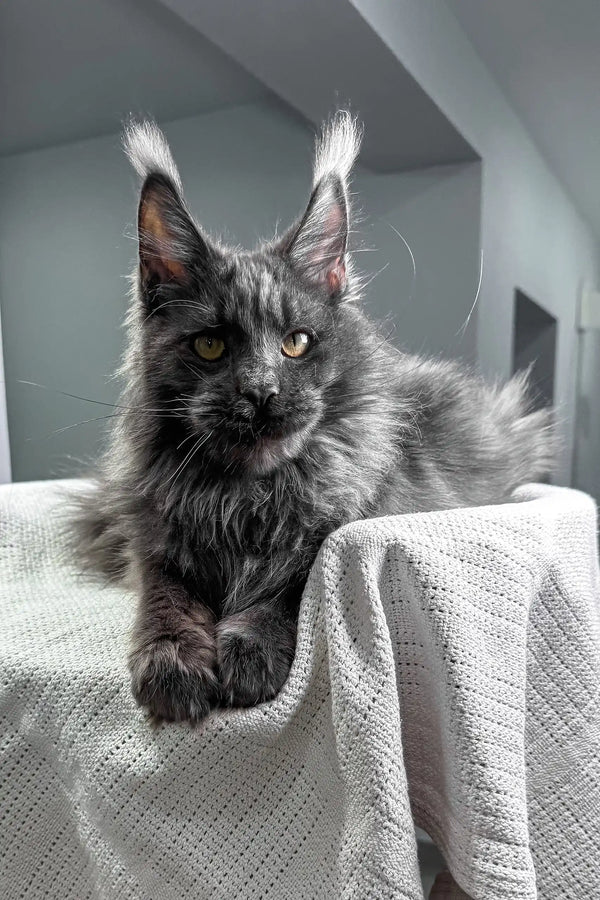 Flyer | maine coon kitten