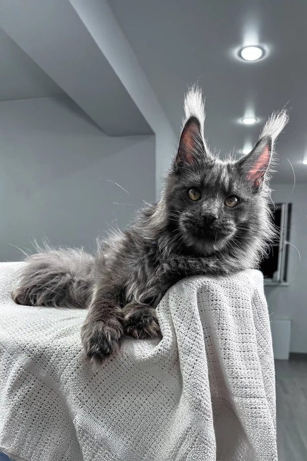 Flyer | maine coon kitten