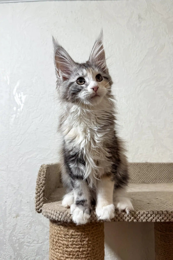 Fran | maine coon kitten