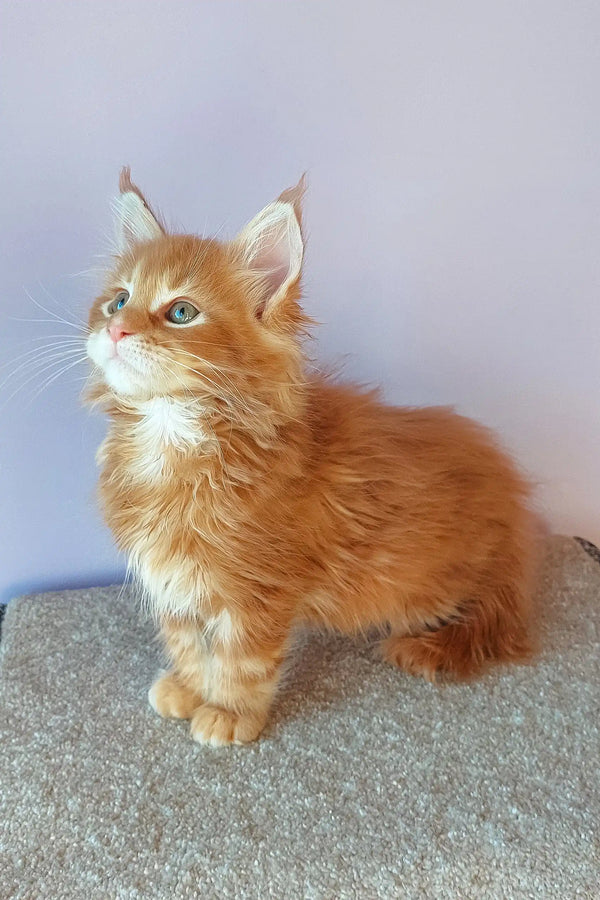 Ginger Maine Coon kitten named Franklin showing off its fluffy cuteness