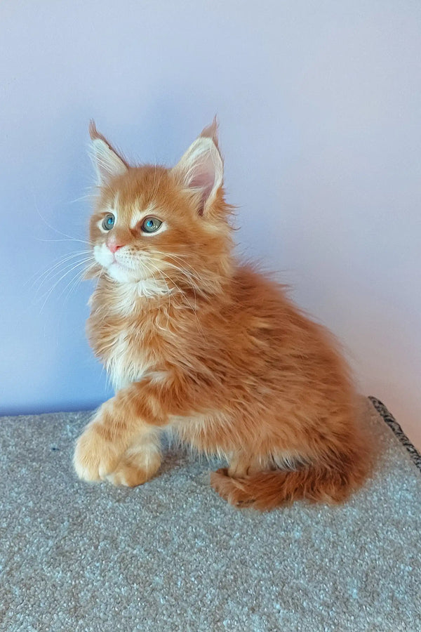 Cute Ginger Maine Coon kitten named Franklin ready for a new home