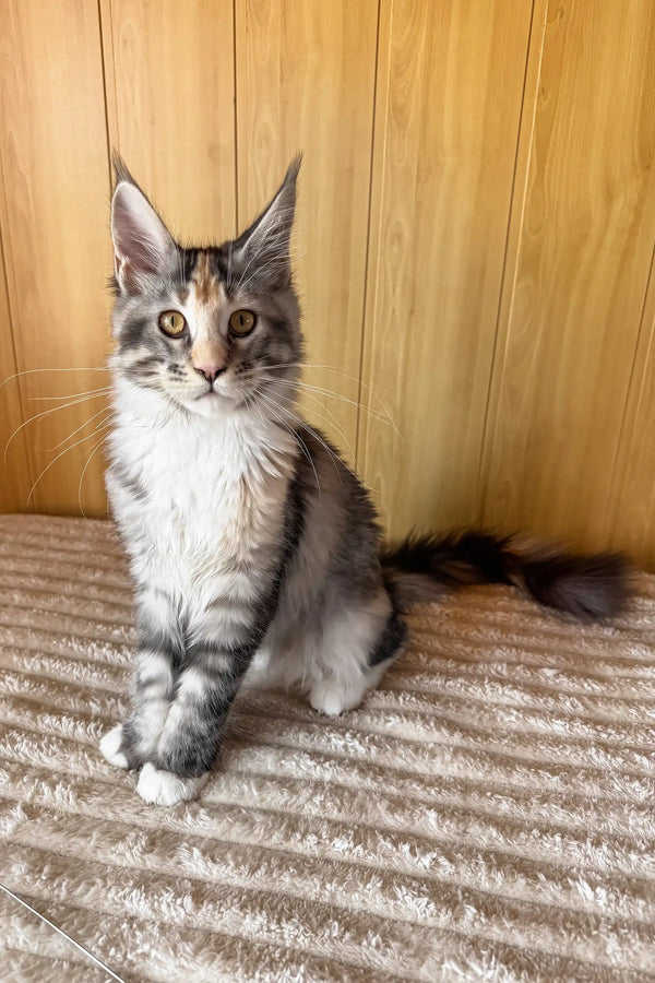 Freya | maine coon kitten