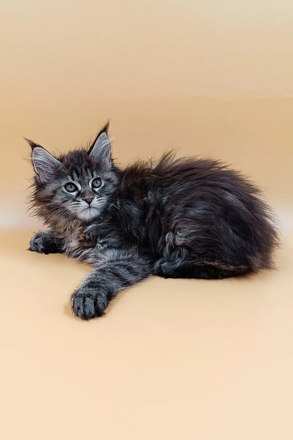 Fluffy gray Maine Coon kitten Freya with bright blue eyes lounging cutely