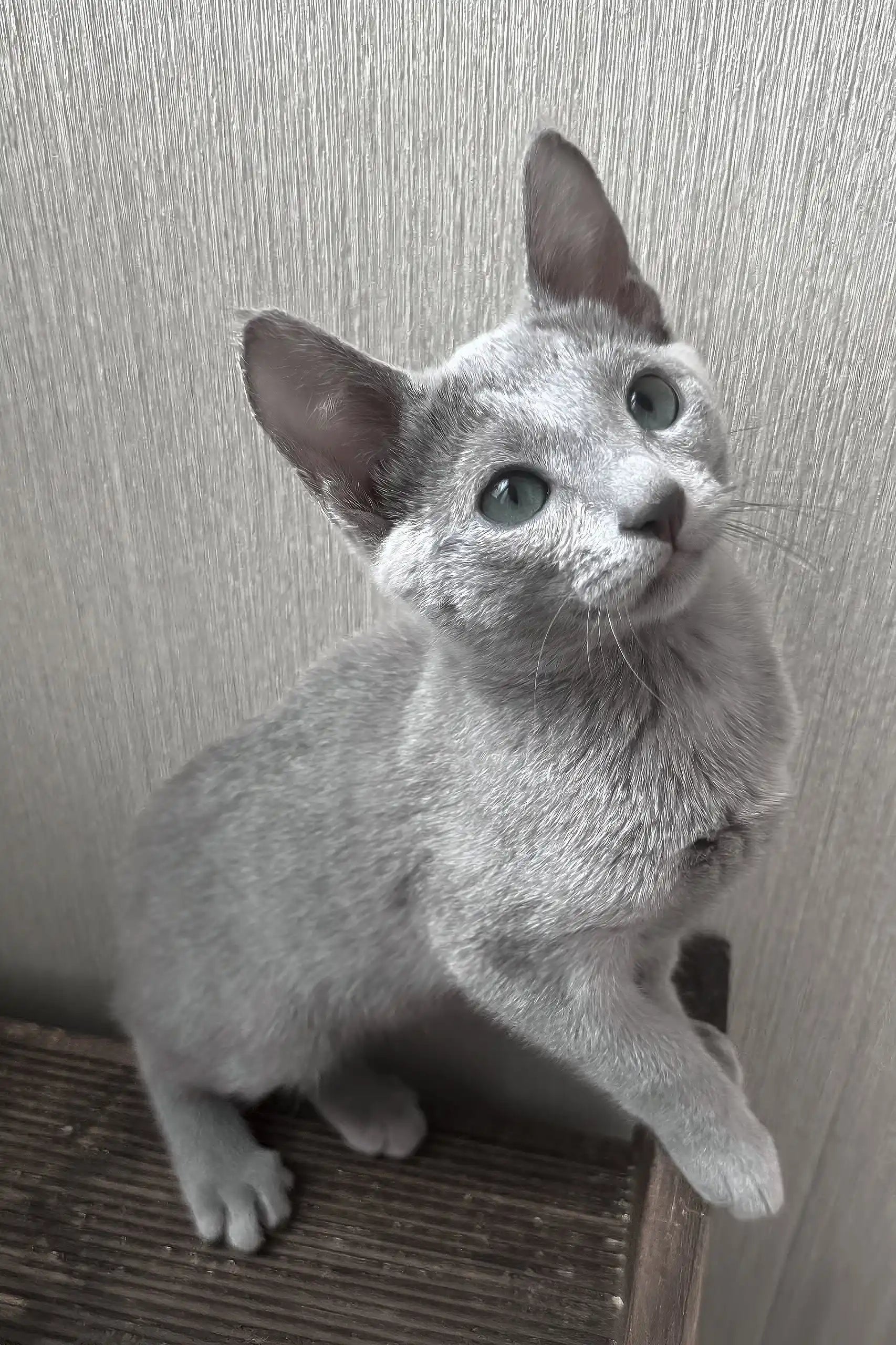 Meet Funny: Your Elegant Russian Blue Kitten