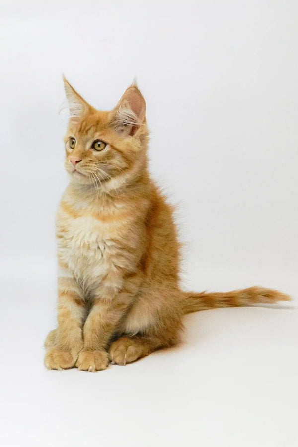 Adorable Orange Tabby Kitten named Garry from the Maine Coon breed