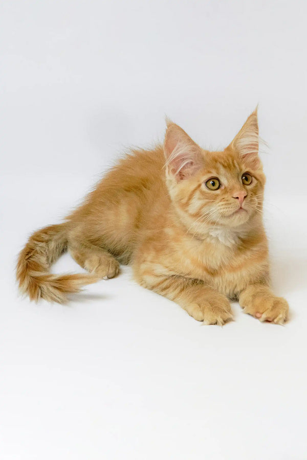 Adorable Orange Tabby Kitten named Garry from Maine Coon Kitten collection