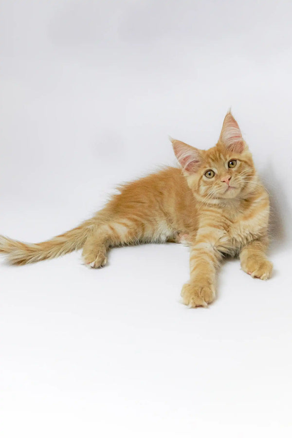 Cute orange tabby Maine Coon kitten named Garry ready for a new home