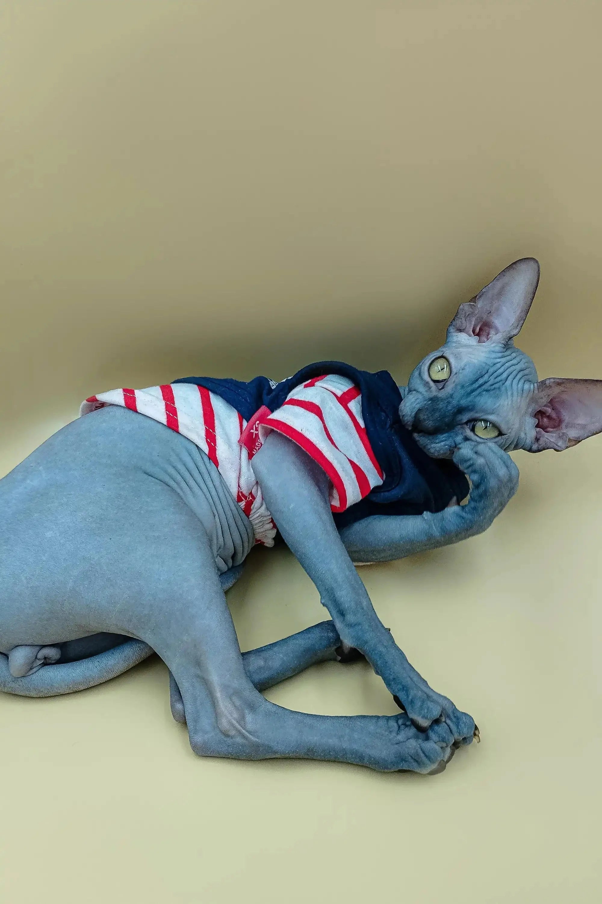 Meet Gary: Your Lovable Hairless Sphynx Kitten