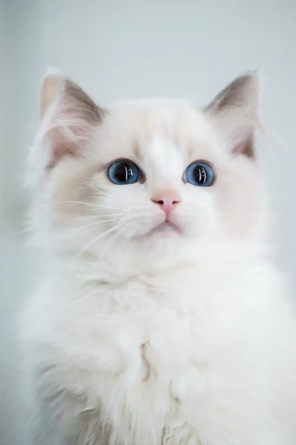 Gelato | ragdoll kitten