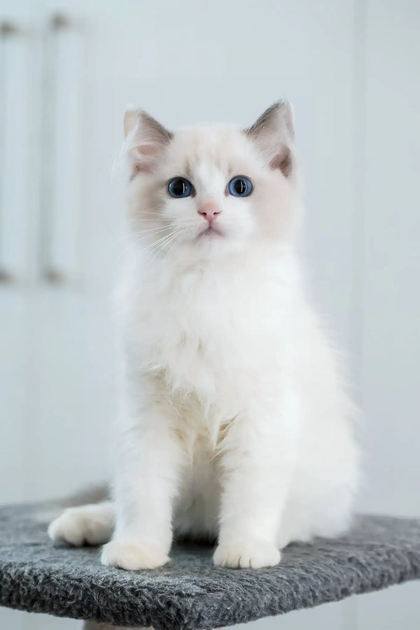 Gelato | ragdoll kitten
