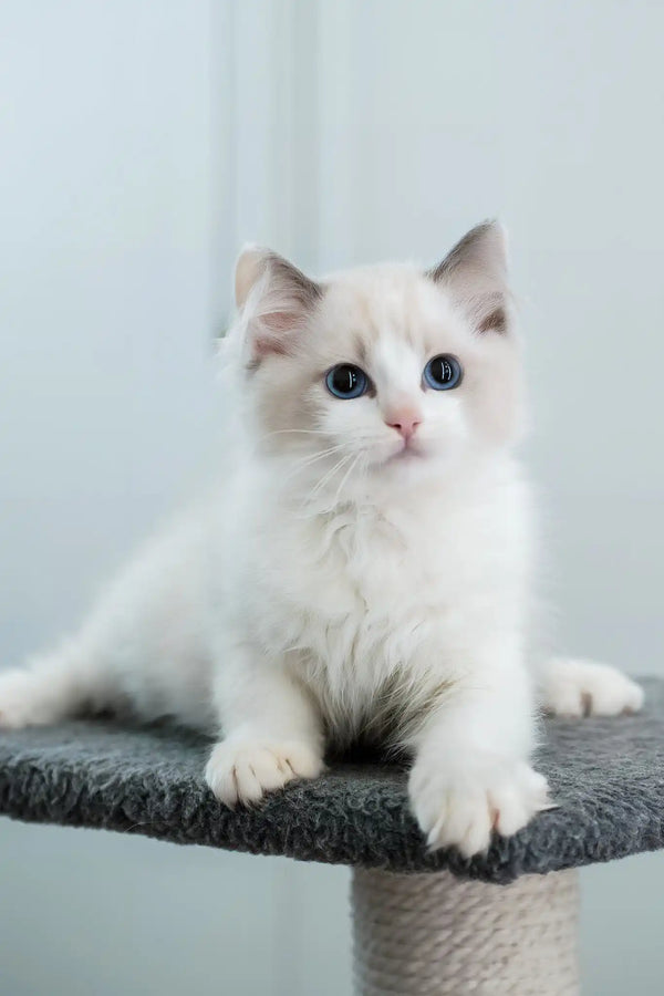 Gelato | ragdoll kitten