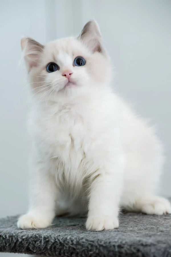 Gelato | ragdoll kitten