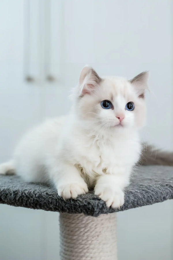 Gelato | ragdoll kitten