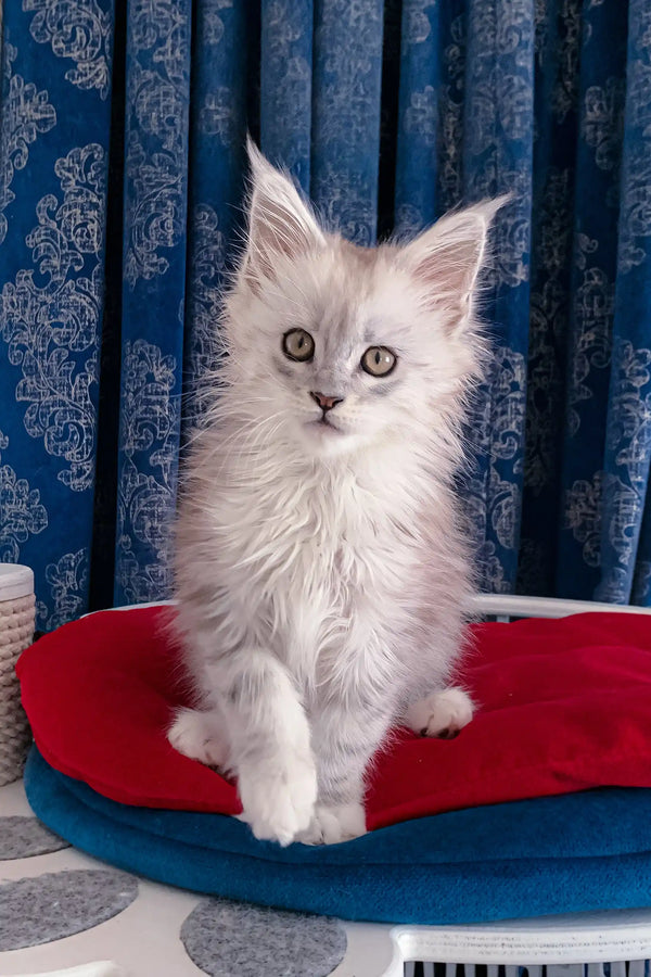 Fluffy gray kitten Genny, the adorable Maine Coon Kitten, ready to play and cuddle