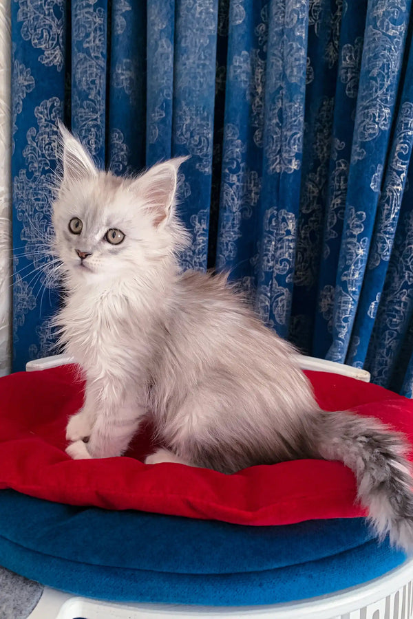 Fluffy gray Maine Coon kitten Genny with cute tufted ears ready for a new home