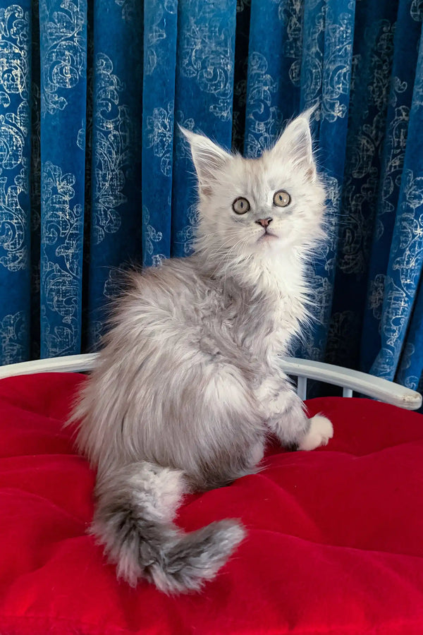 Fluffy gray kitten Genny, a sweet Maine Coon ready for cuddles and playtime