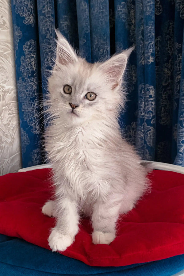 Fluffy gray kitten Genny, a cute Maine Coon ready for cuddles and fun