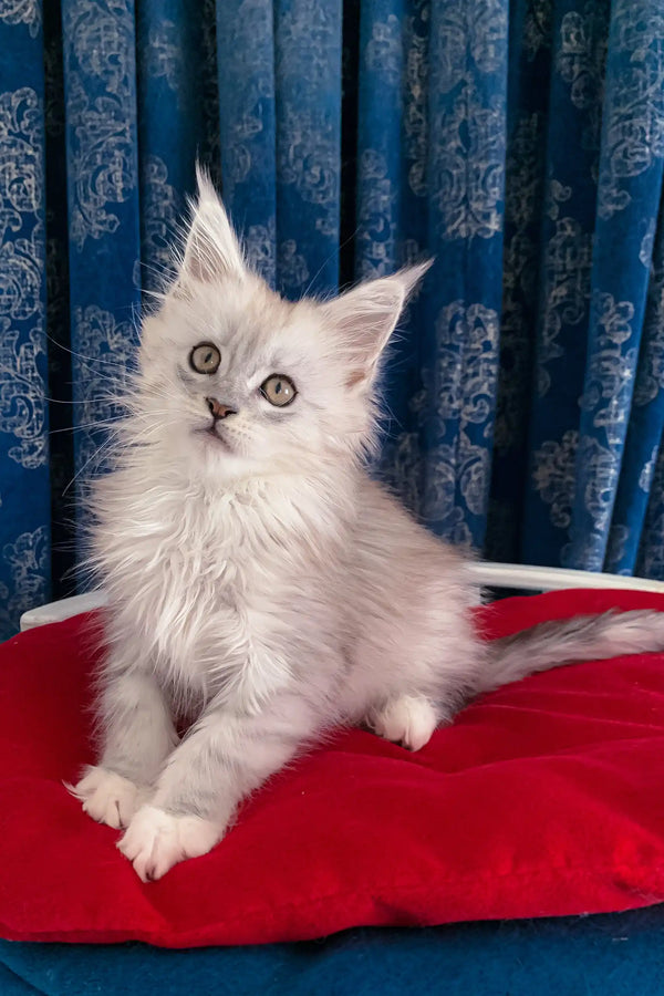 Fluffy silver kitten from Genny, a cute Maine Coon kitten ready for cuddles
