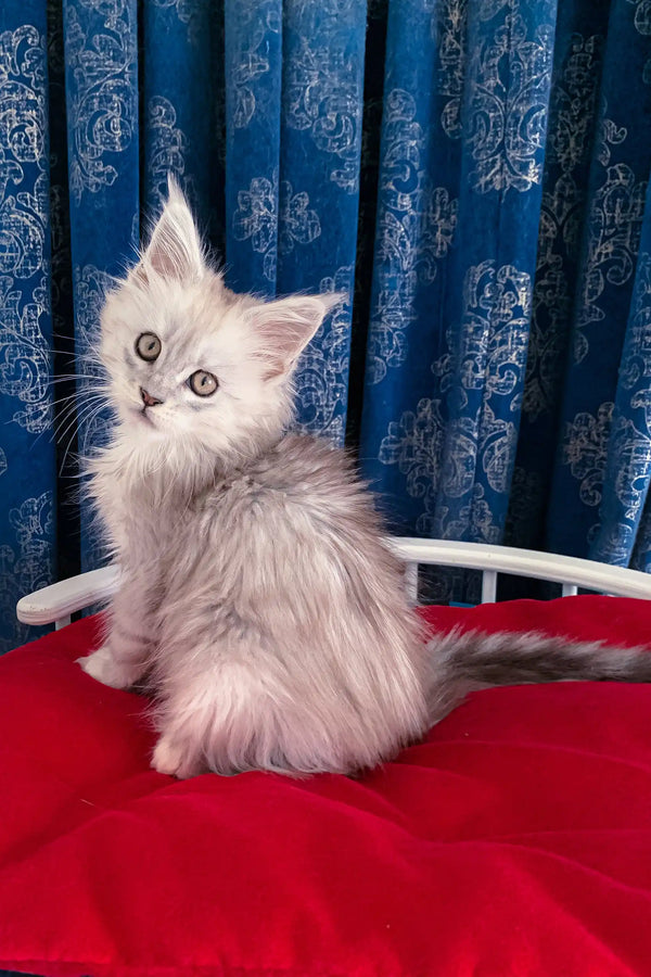 Fluffy silver kitten Genny from Maine Coon breed looking adorable and playful