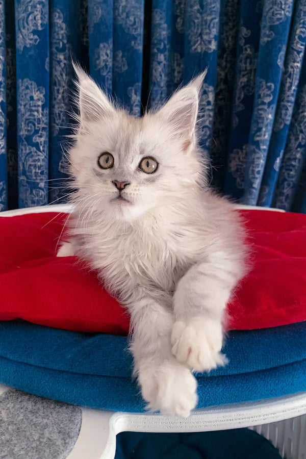 Cute Silver Maine Coon kitten named Genny, perfect for your new furry friend