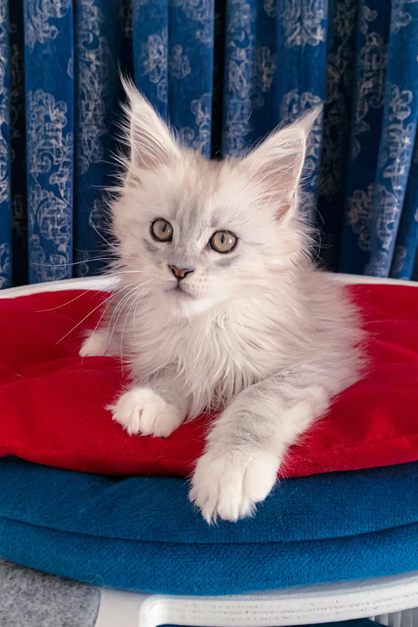 Silver Maine Coon kitten Genny looking cute and playful in this product image