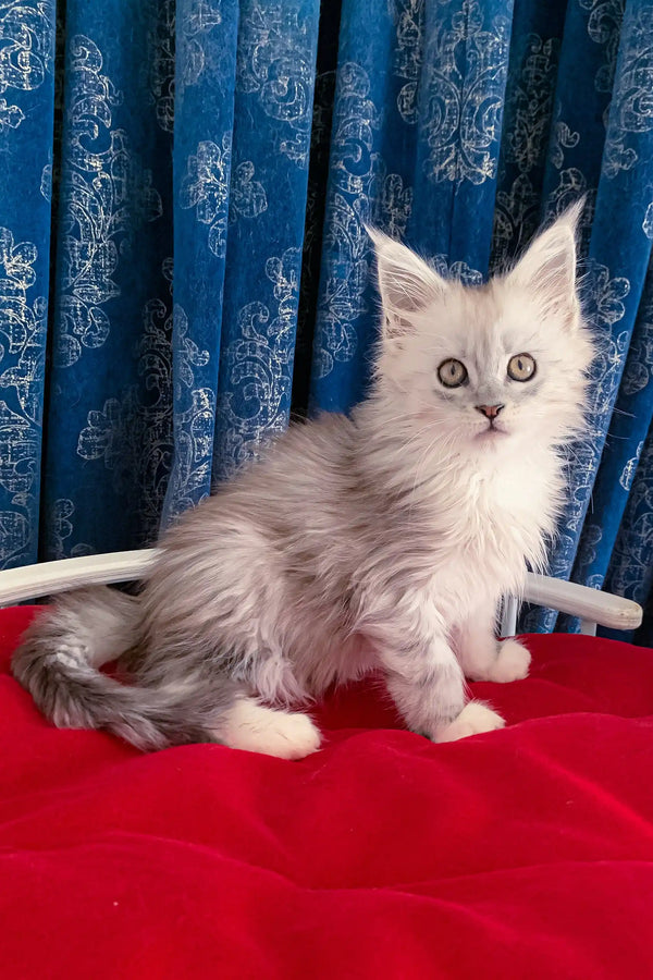 Silver and white Maine Coon kitten named Genny ready to be your new best friend