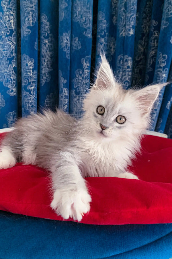 Silver and white kitten from Genny Maine Coon Kitten product collection
