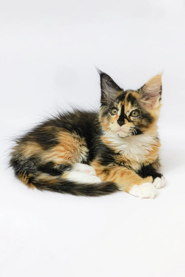 Adorable Calico Maine Coon kitten featured in the Geran Maine Coon Kitten product