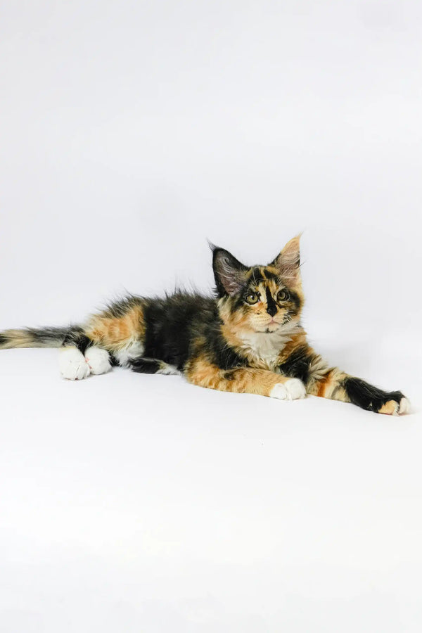 Calico Maine Coon kitten from Geran: adorable, fluffy, and full of personality