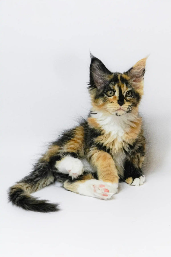 Adorable Calico Maine Coon kitten from the Geran Maine Coon Kitten collection