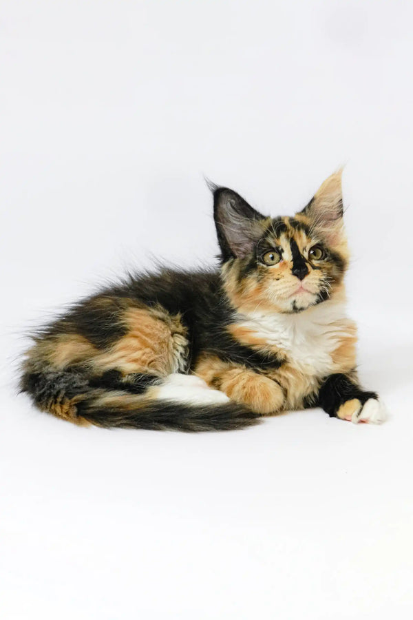 Calico Maine Coon kitten Geran looking cute and playful in a cozy setting