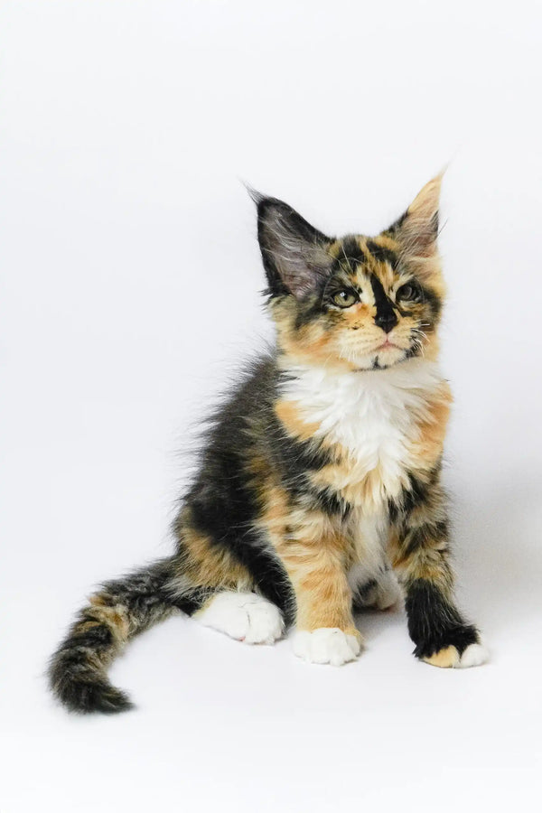 Calico Maine Coon kitten from Geran perfect for your furry friend collection