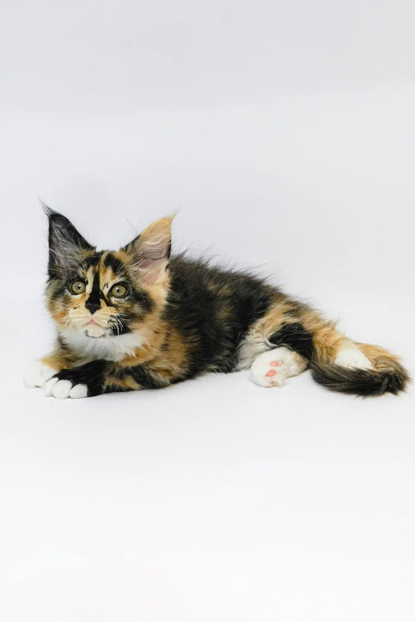 Adorable Calico Maine Coon kitten from the Geran product line, perfect for cuddles
