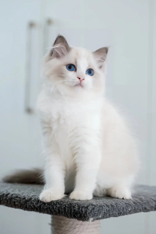 Gerda | ragdoll kitten