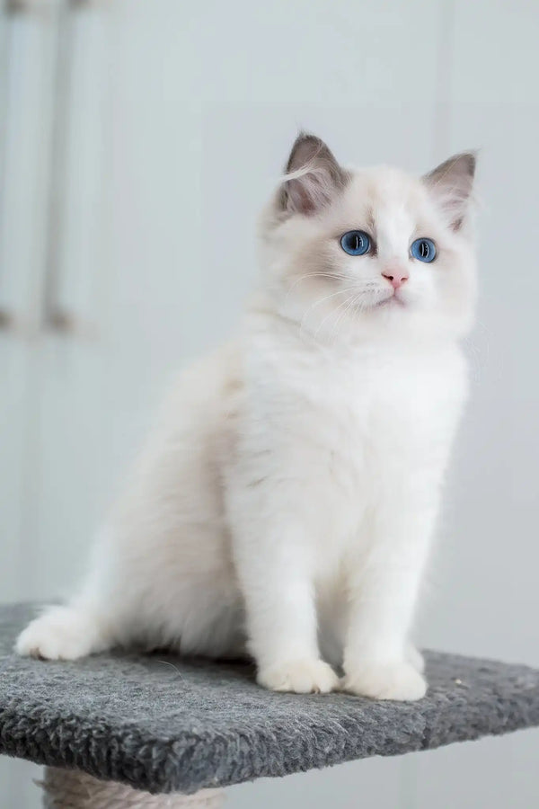 Gerda | ragdoll kitten