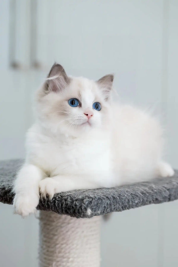 Gerda | ragdoll kitten