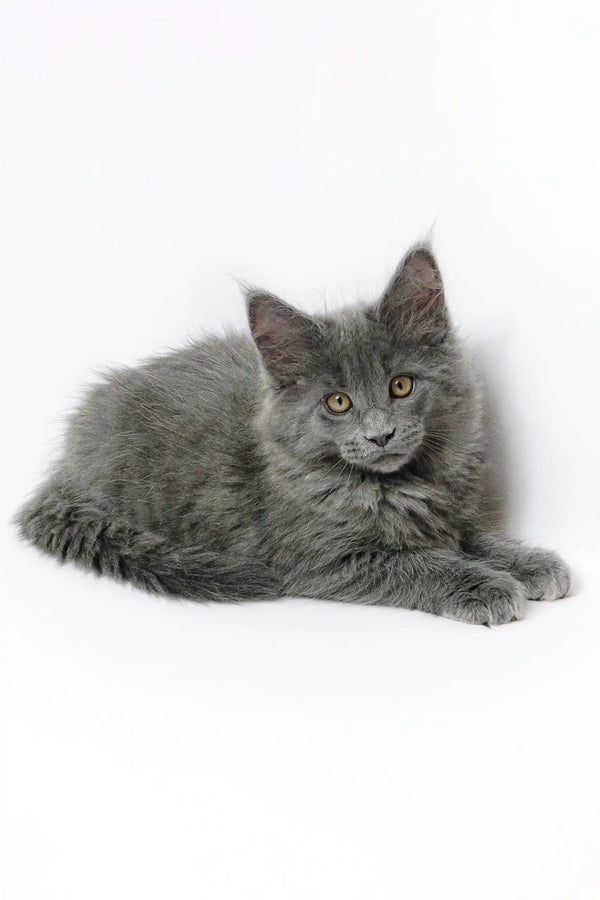 Adorable Gray Maine Coon kitten from Germes | Maine Coon Kitten collection