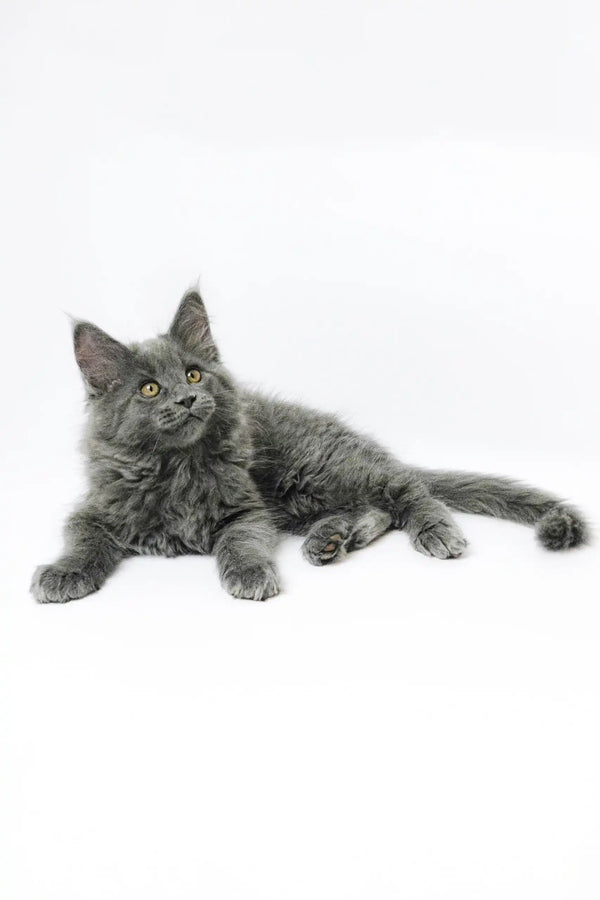 Adorable Gray Maine Coon cat featured in Germes Maine Coon Kitten product