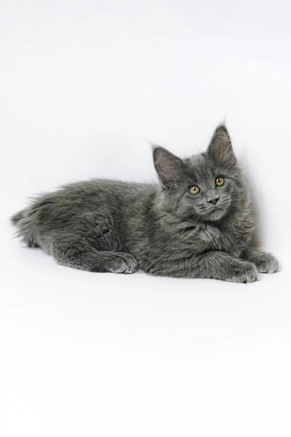 Gray Maine Coon kitten from Germes, ready to be your new furry friend!