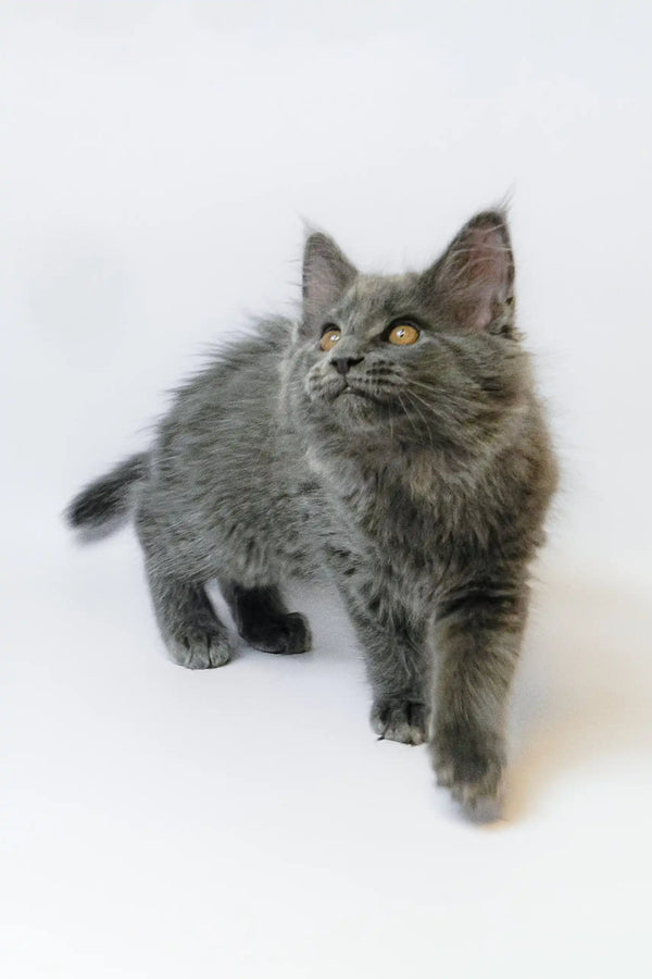 Gray Maine Coon kitten with amber eyes from Germes looking adorable and playful