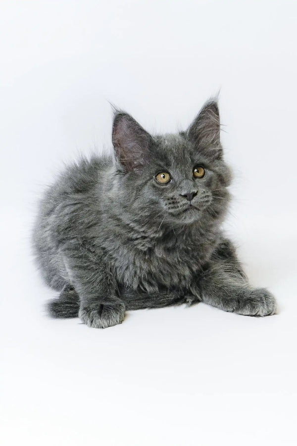 Gray fluffy kitten from Germes Maine Coon Kitten, perfect for cuddles and playtime