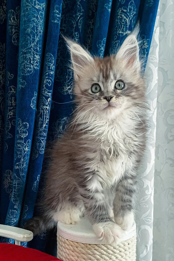 Cute gray and white kitten named Gilbert from Maine Coon breed, ready to play!