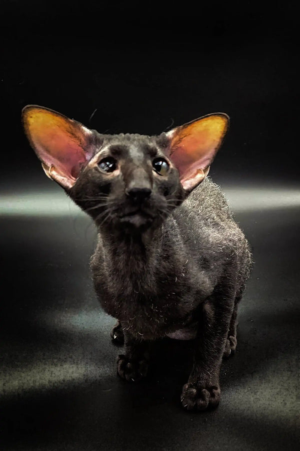 Adorable Gillian Peterbald Kitten with big ears and dark skin, ready for a loving home