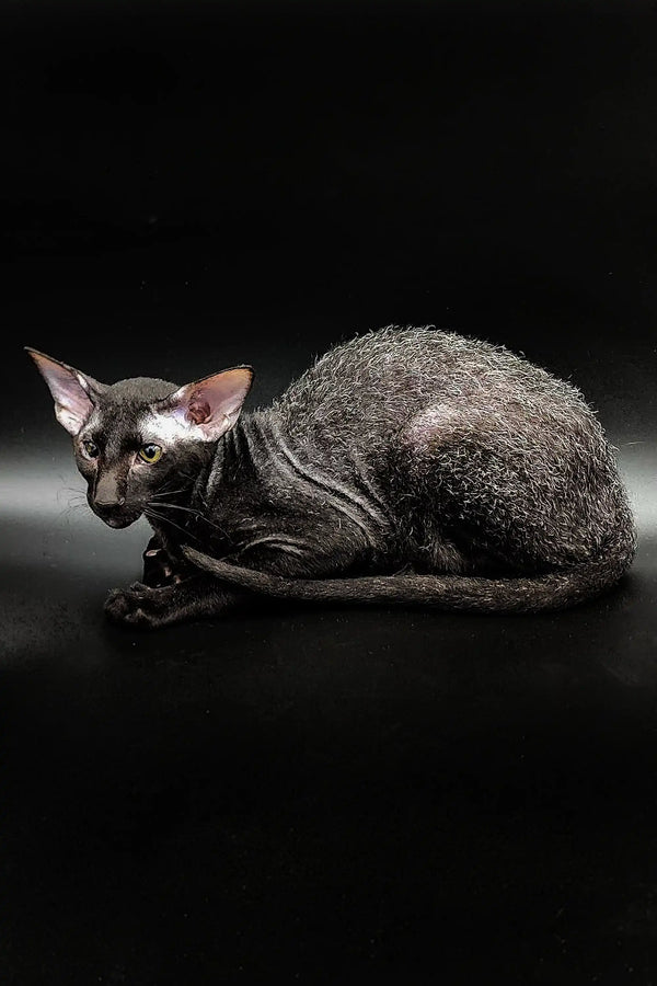Hairless gray Gillian Peterbald Kitten with big ears curled up on a dark backdrop