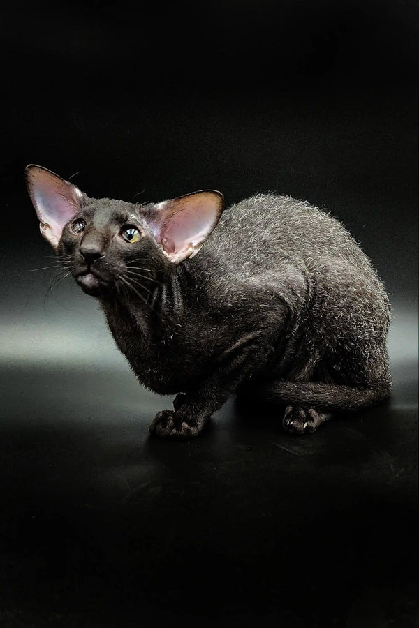 Gillian Peterbald Kitten with large ears and wrinkled skin, perfect for cat lovers