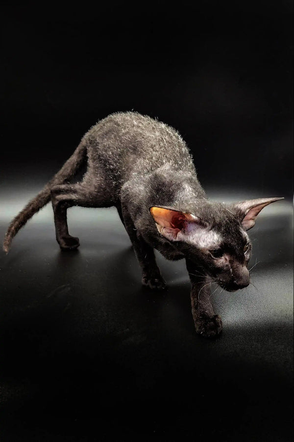 Hairless Sphynx cat crouched and alert, showcasing Gillian Peterbald Kitten’s charm