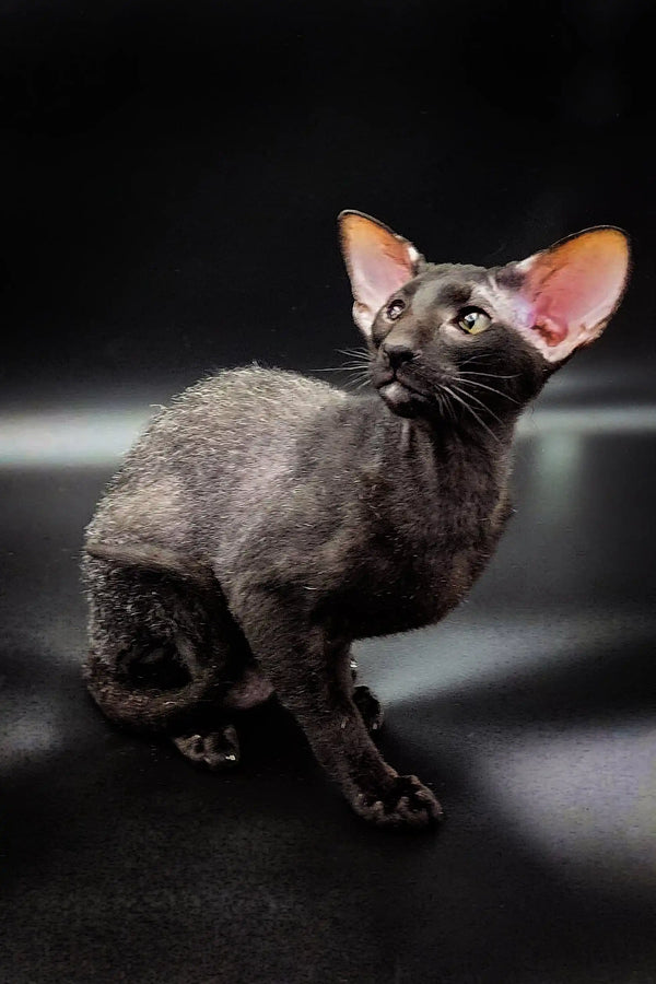 Dark-furred Oriental Shorthair cat with alert expression for Gillian Peterbald Kitten