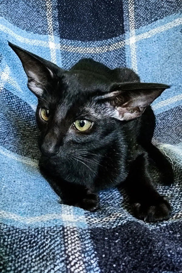 Black cat with yellow-green eyes, perfect for the Godwin Peterbald collection