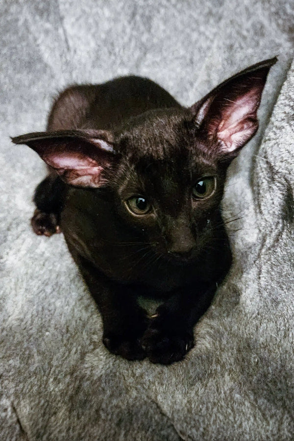 Black cat with big ears and bright eyes from Godwin Peterbald collection